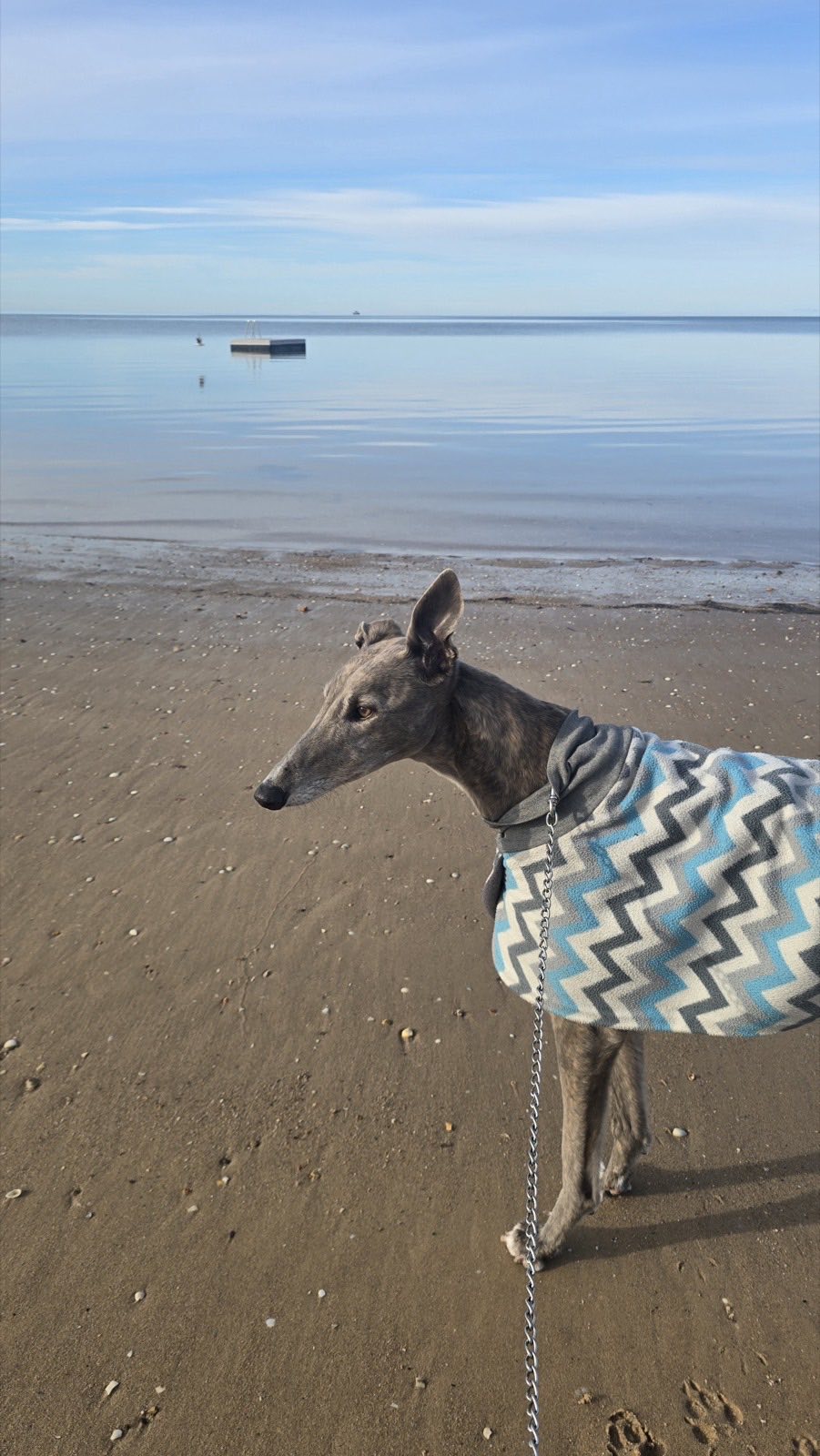 Winter the greyhound in a zig-zag patterned coat standing on wet sand at a calm, glassy beach.